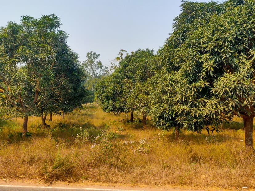 Agroforestry and Plantation Intervention in Tribal Districts of Odisha